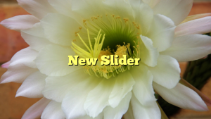 New Slider