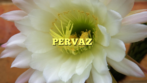 PERVAZ